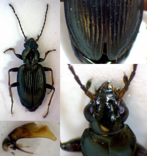 Réf. 277 276 : Bembidion tibiale